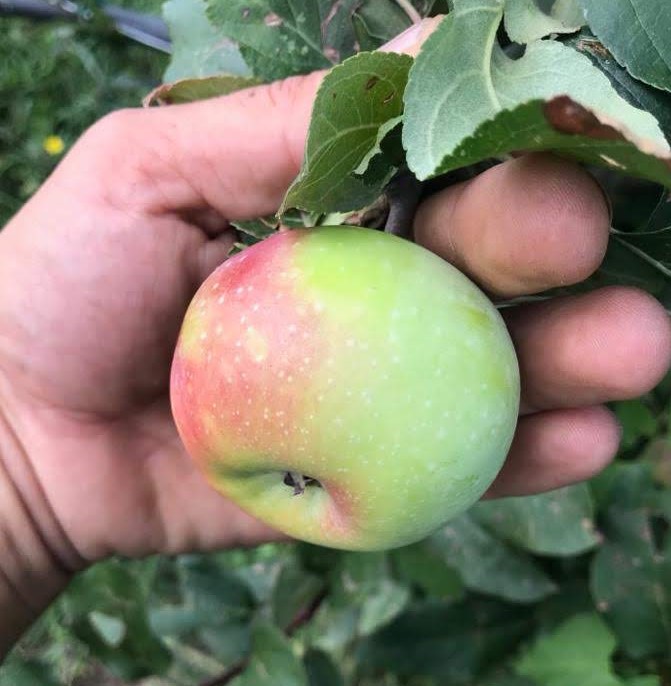 MALUS DOMESTICA ROSA GENTILE